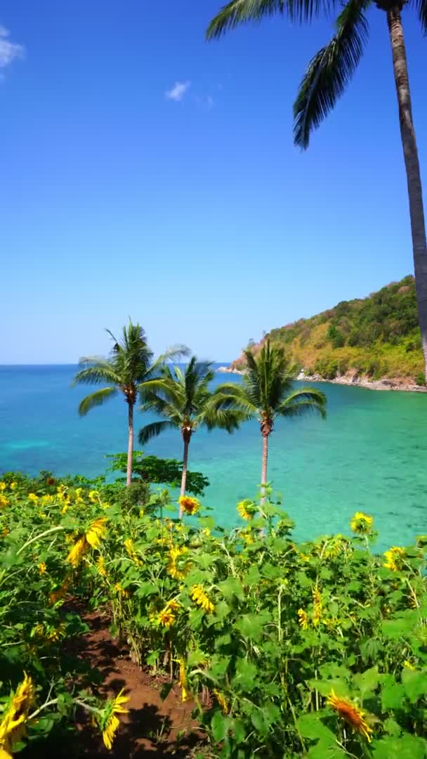 Beautiful Fields Sunflowers Summer Seashore Beautiful Sea Turquoise Water Surface — Stock Video