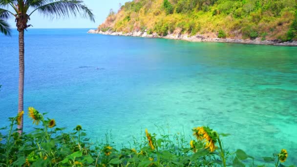 Indah Bidang Dengan Bunga Matahari Musim Panas Dengan Pantai Indah — Stok Video