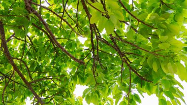 Beyaz arka planda güzel yeşil yapraklar. Yaz mevsimi için taze yeşil yapraklar.