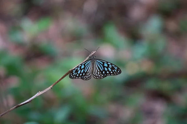 Papillon Dans Forêt — Photo