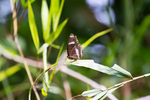 Farfalla Nella Foresta — Foto Stock