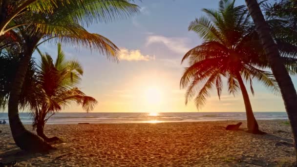 Spiaggia Autunno Vacanze Concetto Sfondo Natura Cornice Con Palme Cocco — Video Stock