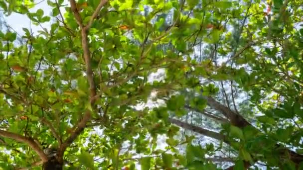 Incredibile Vista Dal Basso Verso Alto Dell Albero Fogliame Verde — Video Stock