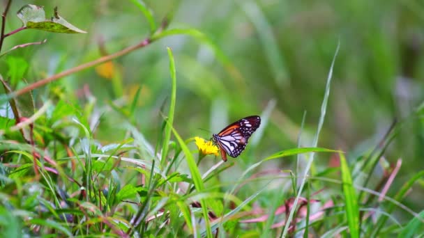 Polen Sarı Ağaç Tepelerindeki Kelebek Ormandaki Sarı Çiçek Polen Topluyor — Stok video