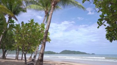 Güneşli yaz gününde kumsalda hindistan cevizi palmiyesi ağaçları. Arka planda palmiye yaprakları çerçevesi doğa manzarası.