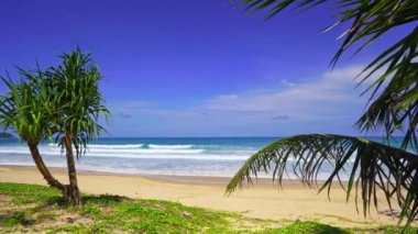 Güneşli yaz gününde kumsalda hindistan cevizi palmiyesi ağaçları. Arka planda palmiye yaprakları çerçevesi doğa manzarası.