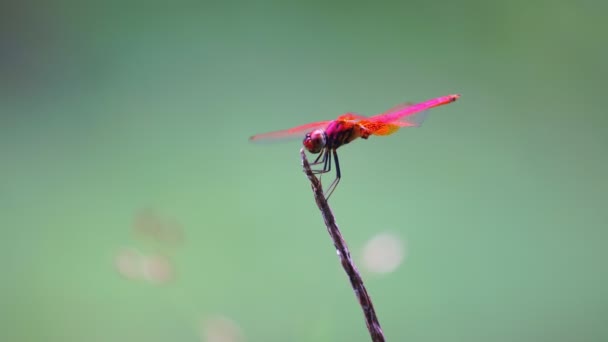 Schöne Rote Libelle Landet Auf Einem Zweig Fliegen Nahtlose Schleife — Stockvideo