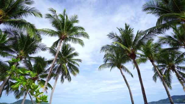 Pohon Kelapa Pada Pemandangan Pantai Musim Panas Cerah Cuaca Cerah — Stok Video