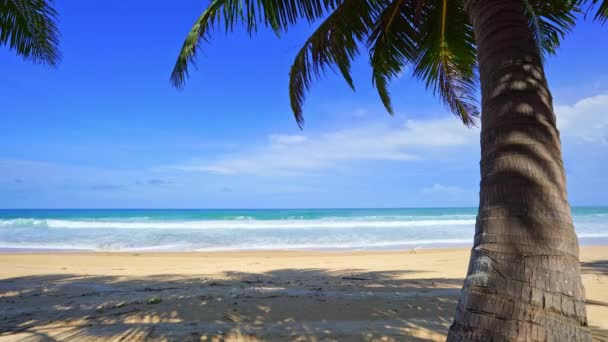 Coconut Palm Trees Beach Landscape Sunny Summer Day Good Weather — Stockvideo