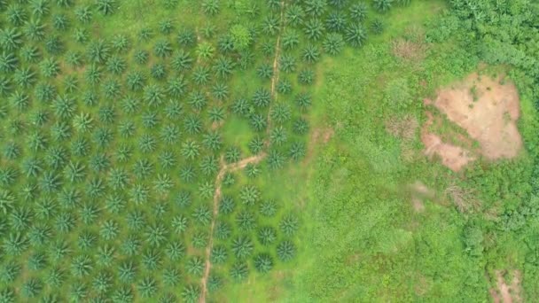 Drone Top View Footage Palm Trees Plantation Southern Thailand High — Stockvideo