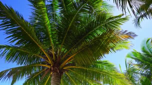 Кокосовые Пальмы Пляже Пейзаж Солнечный Летний День Хорошая Погода День — стоковое видео