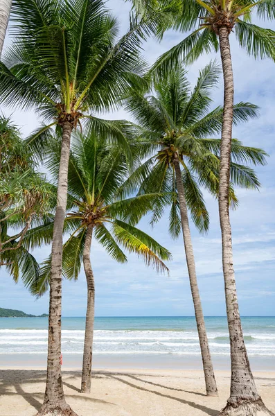Phuket Patong Beach Summer Beach Palms Trees Patong Beach Phuket — Stock Photo, Image