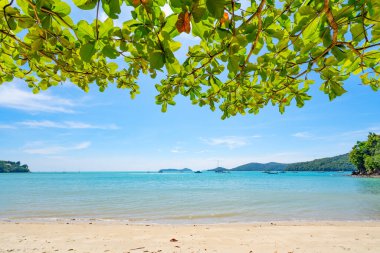 Yapraklar ağaçların çerçevesi Summer Beach ile inanılmaz açık mavi gökyüzü ve beyaz bulutlar kumlu sahil ağaçlarına çarpıyor..