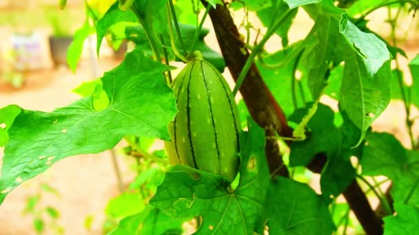 Jardinero Mano Comprueba Frutas Orgánicas Calabaza Ángulo Larga Luffa Jardín — Vídeos de Stock