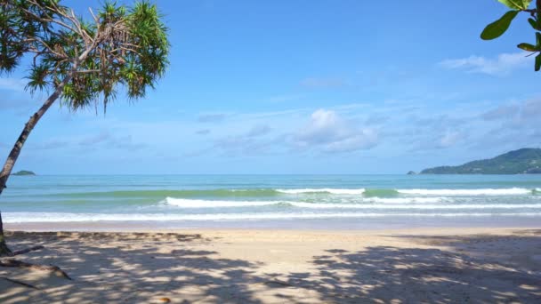 美丽的椰子树在海滩上普吉泰国帕东海滩岛屿棕榈叶在沙滩上的棕榈树 沙滩上白沙滩上的海滨天空夏天的风景迷人的背景 — 图库视频影像