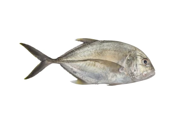 Giant trevally, Lowly trevally  Giant kingfish (Caranx ignobilis — Stock Photo, Image