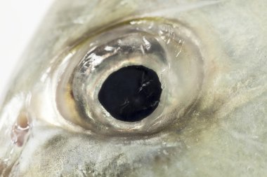 Balık göz Close-Up(Giant trevally).