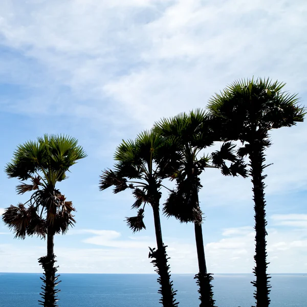 Sugar palm tree and the sea , sky and cloud. — Stock Photo, Image