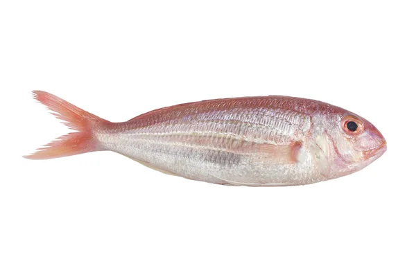 Ornate Threadfin Bream, isolato su sfondo bianco, con clipp — Foto Stock