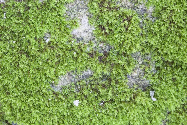 Grünes Moos auf alter Steinmauer. — Stockfoto