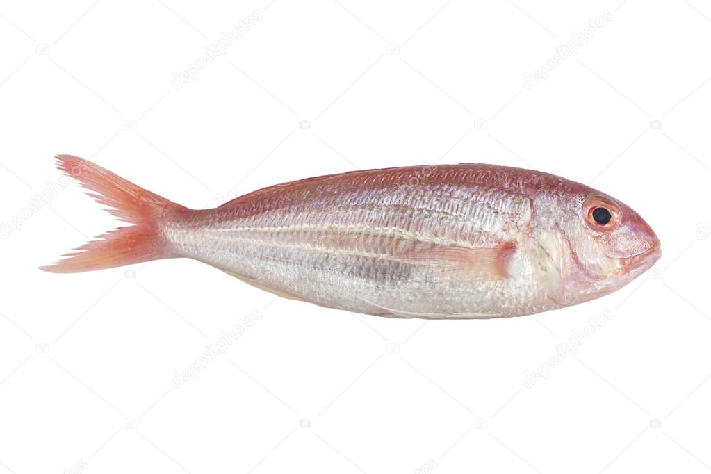 Ornate Threadfin Bream,isolated on white background , with clipp