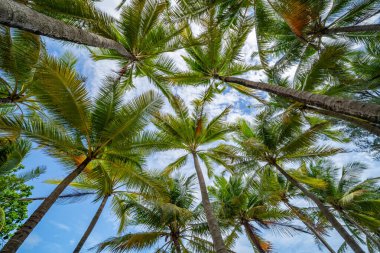 Hindistan cevizi palmiye ağaçlarının alt görünümü