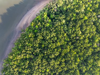 İnanılmaz bol mangrov ormanı, orman ağaçlarının havadan görünüşü yağmur ormanları ekosistemi ve sağlıklı çevre arka planı, tepeden tırnağa yeşil ağaçların yapısı, yüksek açı manzarası.