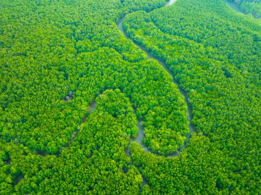 Yengeç Tayland 'daki havadan görünüşlü mangrov ormanı.