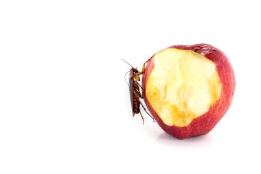 cockroach  eating on a red apple (focus on cockroach). Image iso clipart