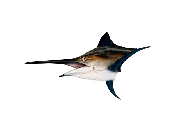 Marlin - svärdfisk, Sailfish saltvatten fisk (Istiophorus) isolatet — Stockfoto