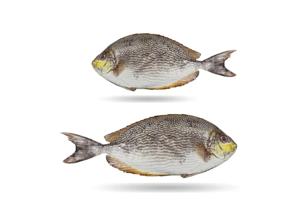 자바 rabbitfish, Bluespotted spinefish 또는 Streaked spinefoot fis — 스톡 사진