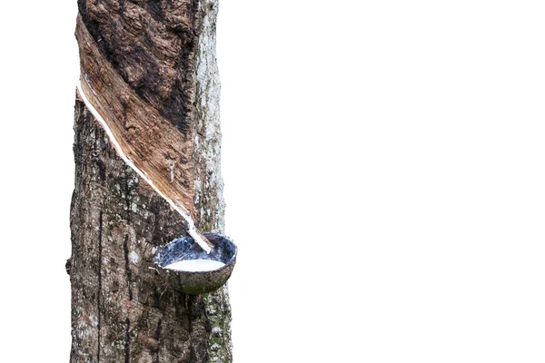 Borracha Látex de árvore de borracha isolada sobre fundo branco (Heve — Fotografia de Stock