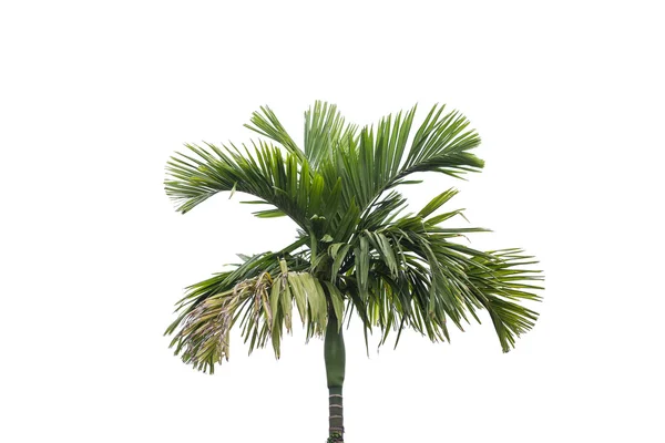 Palme isoliert auf weißem Hintergrund. — Stockfoto