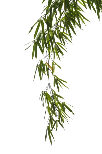 Листья бамбука изолированы на белом фоне. — стоковое фото