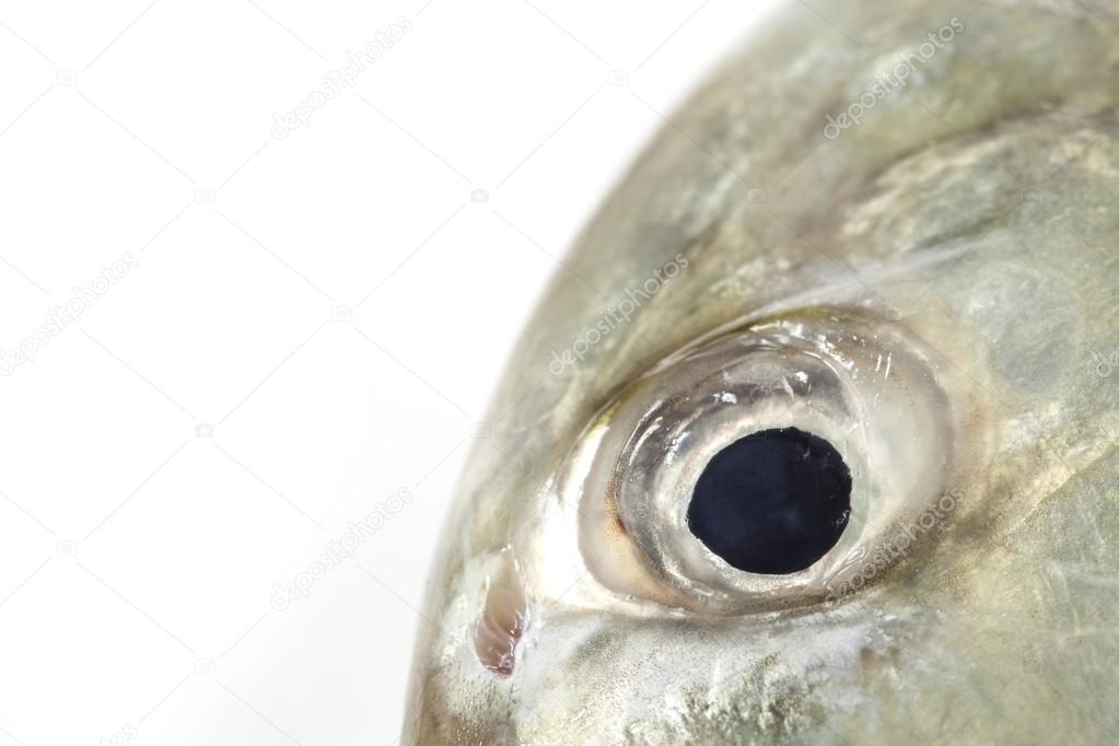 Fish Eye Close-Up ,isolated on white background.