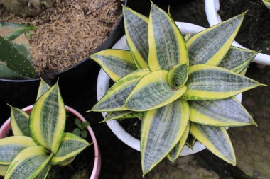 Aloevera 'ya odaklan