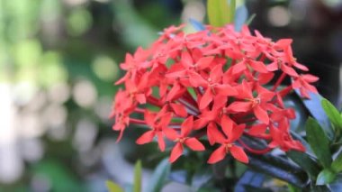 Rüzgarda açan kırmızı çiçeklere odaklan.