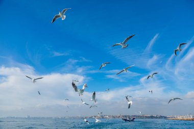 Martılar kanatlarını açıp gökyüzünde uçarlar.