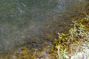 Balık gölette kızarır.