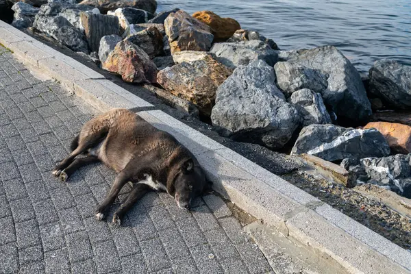 Streunender Hund Liegt Meeresnähe Auf Dem Boden — Stockfoto