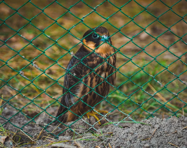 Jonge Gouden Adelaar Een Kooi — Stockfoto