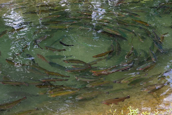 Breeding Trout Artificial Ponds — Stock Photo, Image