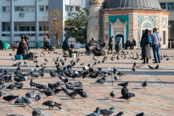 Colombes Sur Place Centrale Izmir — Photo