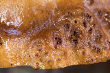 Makro ahşabı epoksi reçineyle kapladıktan sonra kapatır. El yapımı reçine ve ahşap masa.