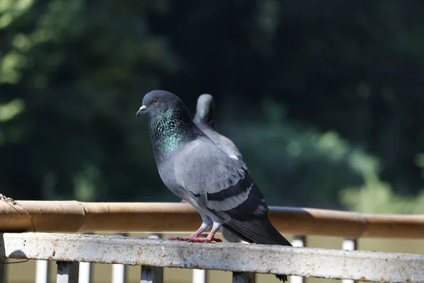 Belle Colombe Pigeon Indien Avec Fond Lumineux Séquences Vidéo — Photo