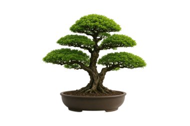 Beyaz arka planda izole edilmiş seramik bir çömlekteki güzel bonsai ağacı, bereketli yeşil yapraklar ve zarif, yontulmuş bir gövde tasarımı sergiliyor.