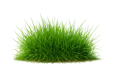 Temiz beyaz bir zemin üzerinde yoğun bir kümede yetişen taze yeşil çimenler, botanik veya eko-temalı tasarımlar için doğal doku ve canlı renkler sergiliyor.