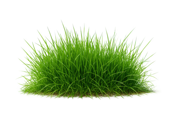 Temiz beyaz bir zemin üzerinde yoğun bir kümede yetişen taze yeşil çimenler, botanik veya eko-temalı tasarımlar için doğal doku ve canlı renkler sergiliyor.