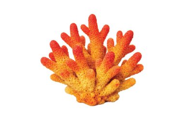 turuncu mercan resifi yapısı beyaz bir zemin üzerinde izole edilmiş, dallanma dokusu ve canlı deniz renklerine sahiptir. Okyanus yaşamı, resif ekosistemi, deniz biyolojisi ve sualtı doğası için idealdir.