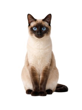 Zarif siyam kedisi dikey oturuyor, mavi gözlü ve siyah noktalı pürüzsüz krem ceketli, beyaz arka planda izole. Sakin duruş, simetrik kompozisyon, temiz stüdyo ışıklandırması